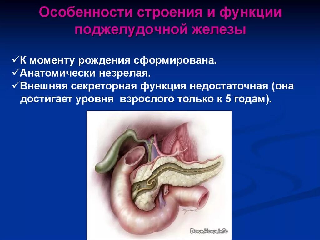 Каково внутреннее строение поджелудочной железы. Поджелудочная железа строение, функции и роль. Поджелудочная железа анатомия функции. Особенности строения поджелудочной железы. Поджелудочная железа строение и функции.