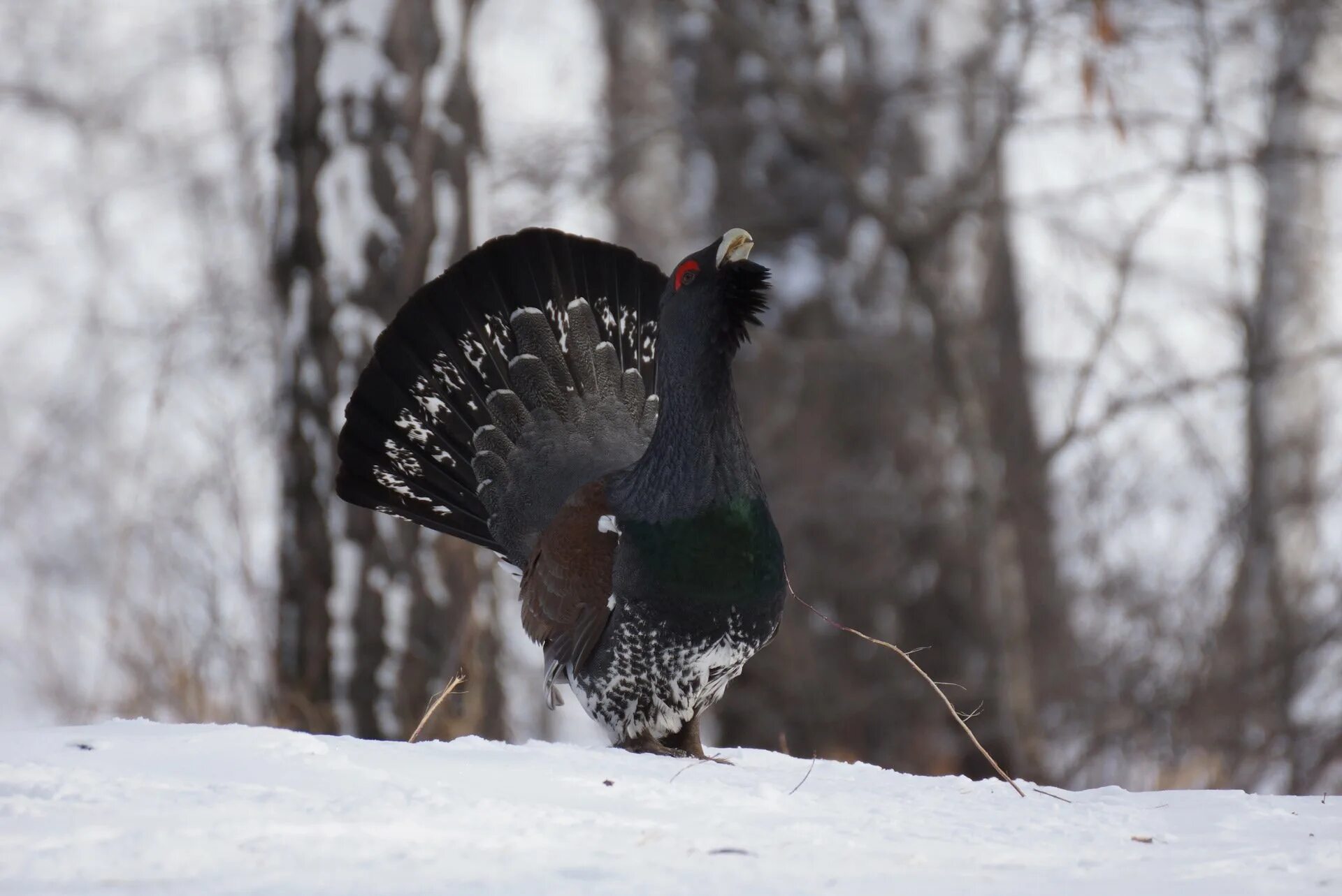 Тетерев-косач зимой. Тетерев зимой. Краснобровый тетерев. Тетерев зимой. Глухарь птица.