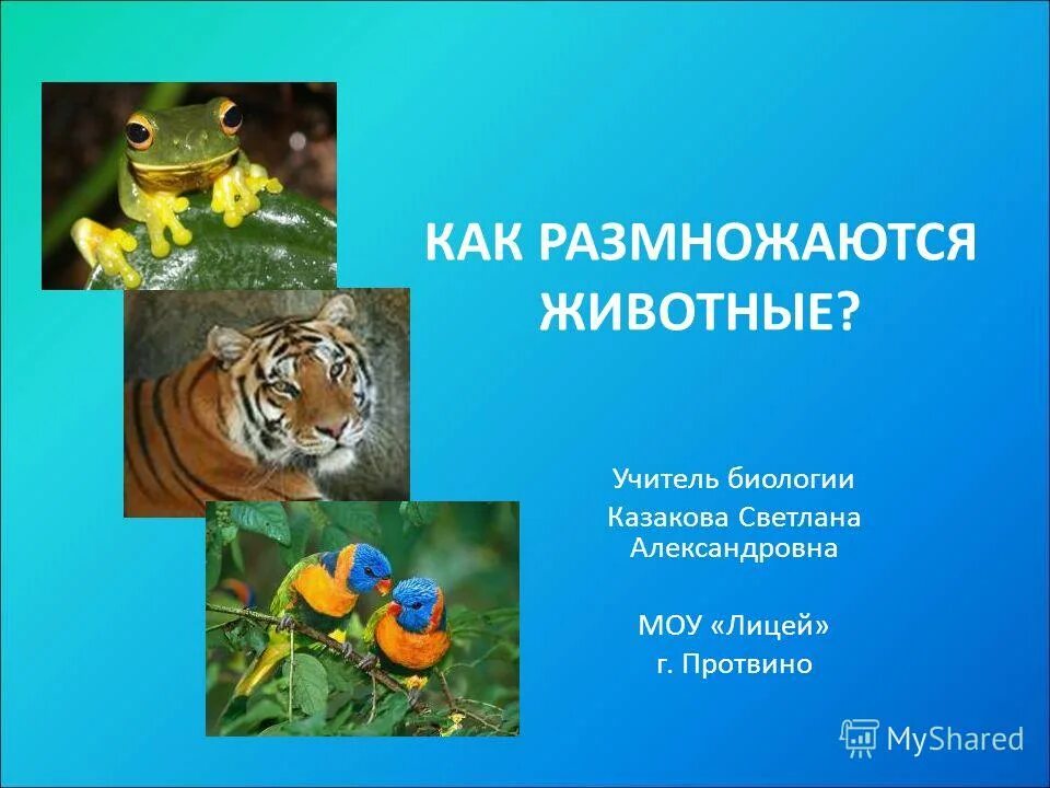 Сообщение о размножении животных. Размножение и развитие земноводных. Интересные факты связанные с животными. Развитие млекопитающих 3 класс окружающий мир. Пример размножения у животных.