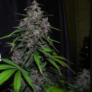 25 auto
