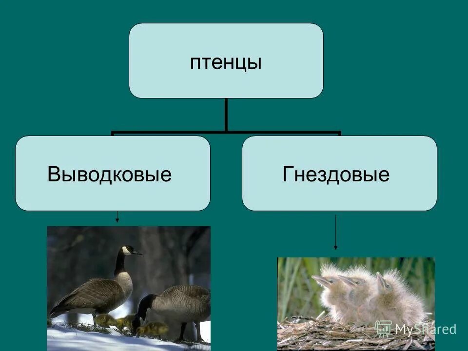 Птенцы выводковые и гнездовые. Гнездовые птенцовые и выводковые. Выводковые и гнездовые птицы. Типы птенцов выводковые и гнездовые.