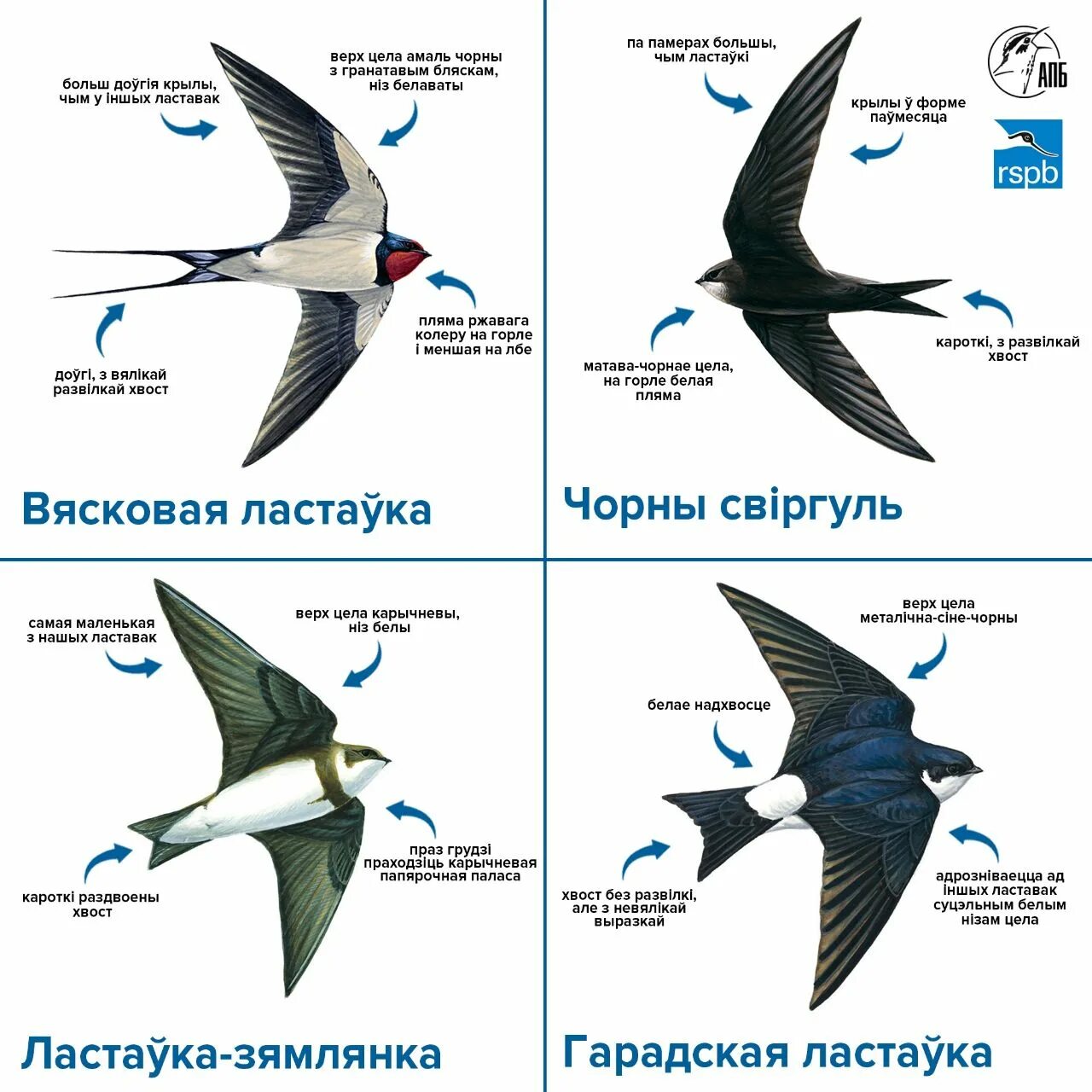 Ласточка адрес. Разновидности ласточек. Виды ласточек в России. Внешний вид ласточки. Ласточка виды птиц.