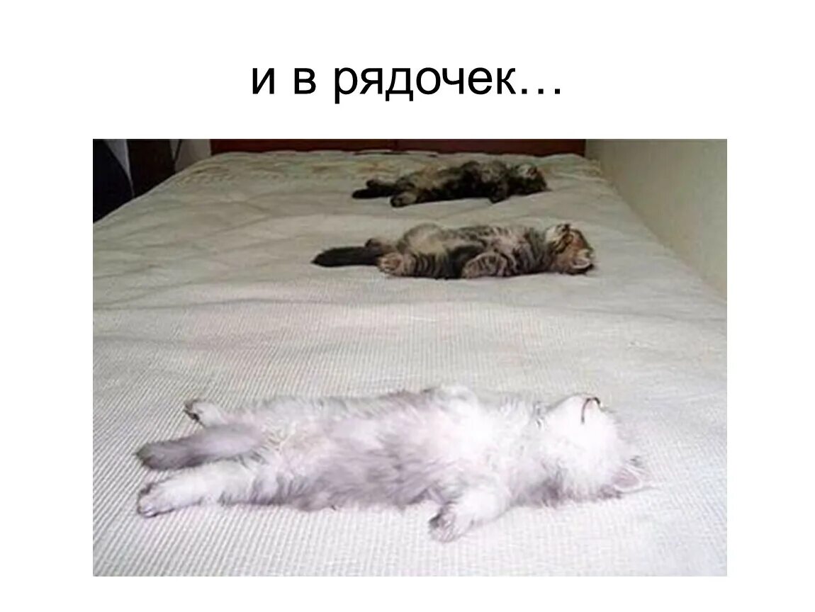 Отбой звуки. Животные спят. Котик хочет спать. Котенок лежит на спине. Кот притворяется спящим.