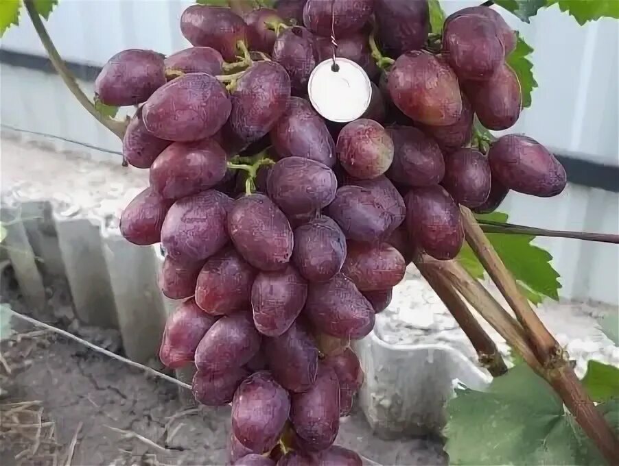 Armenian grapes. Виноград кобер 5бб. Виноград велюр фото. Саженцы винограда криули. Виноград очарование описание сорта.