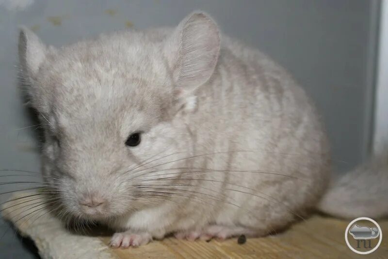 шиншилла мясо съедобное. шиншилла 5 лет. африканский фиолет шиншилла. полевая шиншилла. шиншилла блю слейт.