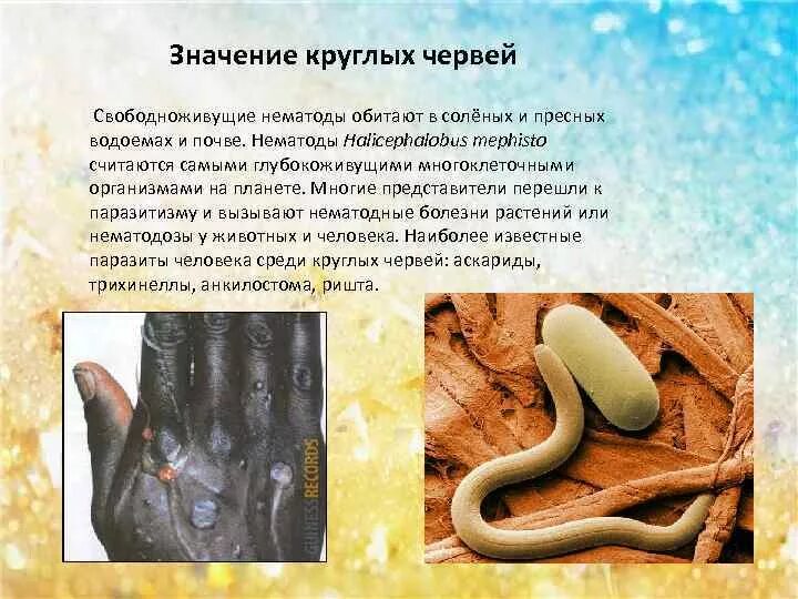 Каково значение свободноживущих круглых червей. Каково значение свободноживущих круглых червей
