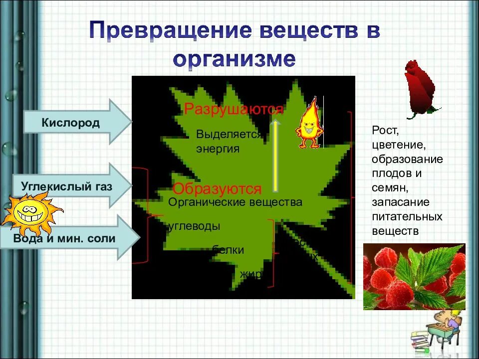 Преобразования у растений