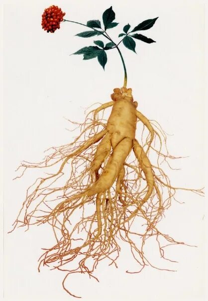 Как выглядит корень жизни Ginseng in Skin-Care Products: How Does It Benefit Your Complexion Allure