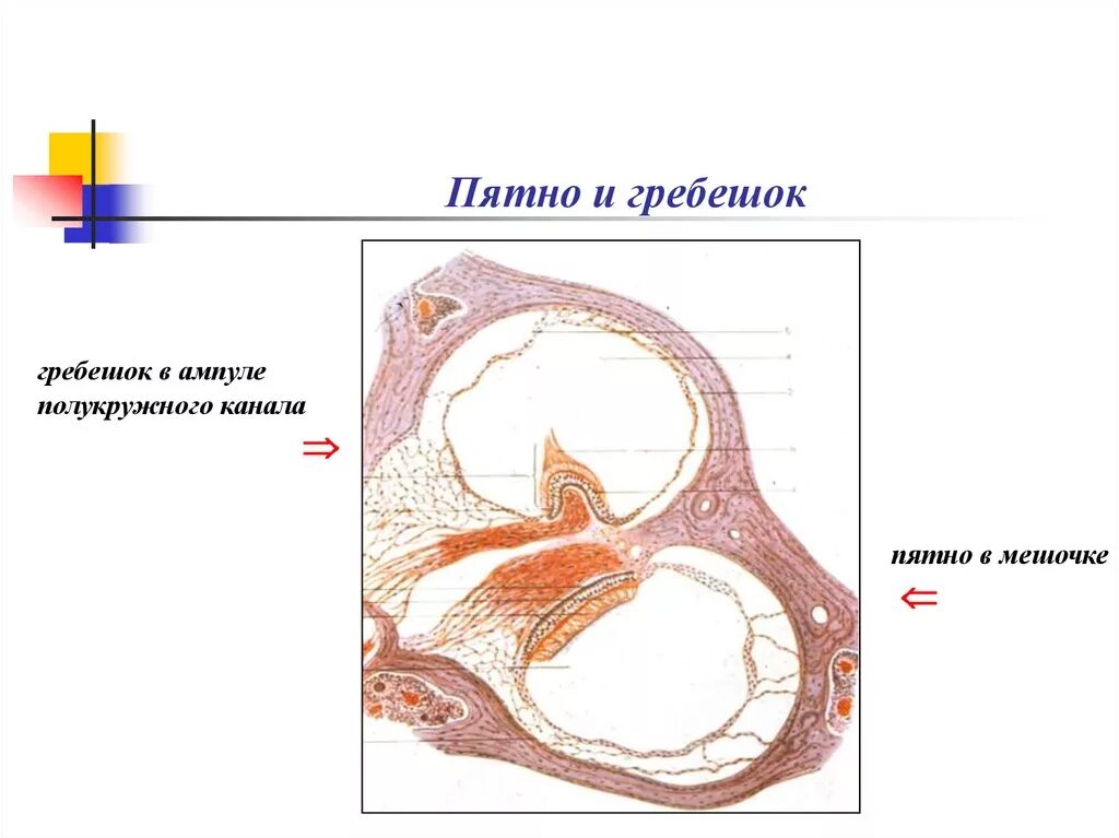 Орган равновесия гистология. Ампула полукружного канала гистология. гребешки полукружных каналов. ампулярный гребешок полукружного канала гистология. гребешки органа равновесия.