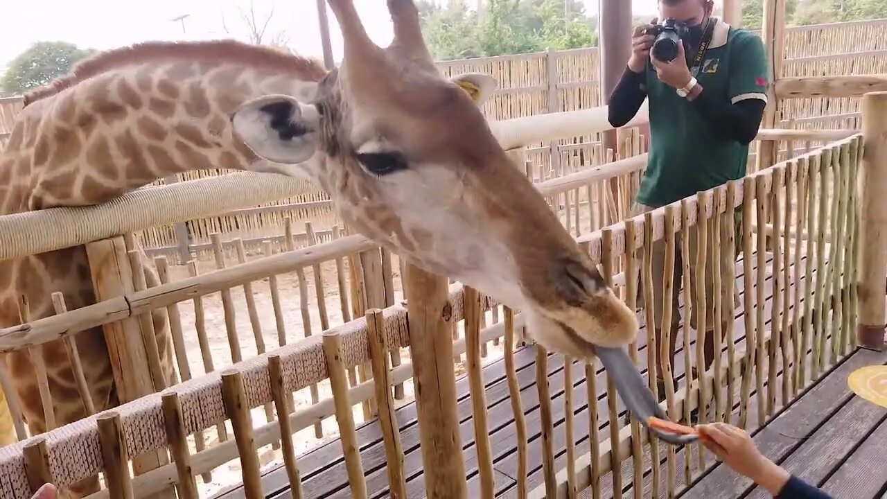 Dubai zoo дубай. Сафари зоопарк дубай. Сафари зоопарк дубай. Сафари парк абу даби. Зоопарк в дубае.