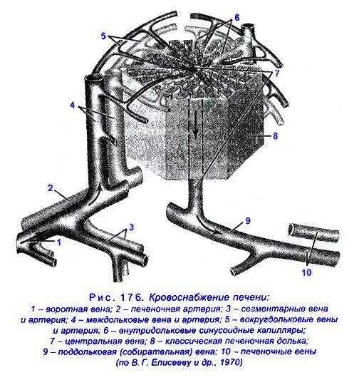 Кровоснабжение печени последовательность. Кровеносная система печени схема. Кровеносная система печени схема. Топография печени кровоснабжение. Чудесная сеть печени.