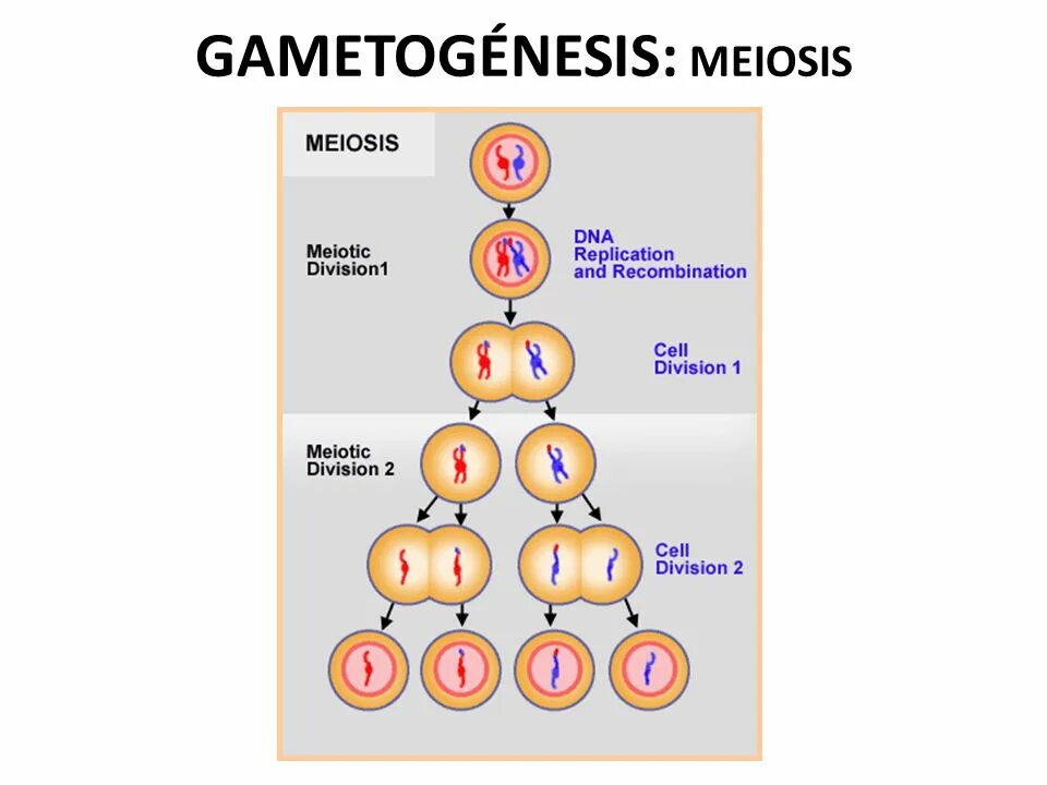 Мейоз. Процесс мейоза. Фазы мейоза. Тема мейоз. Тест мейоз гаметогенез