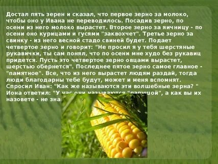 Кукуруза культурное растение 3 класс сообщение окружающий