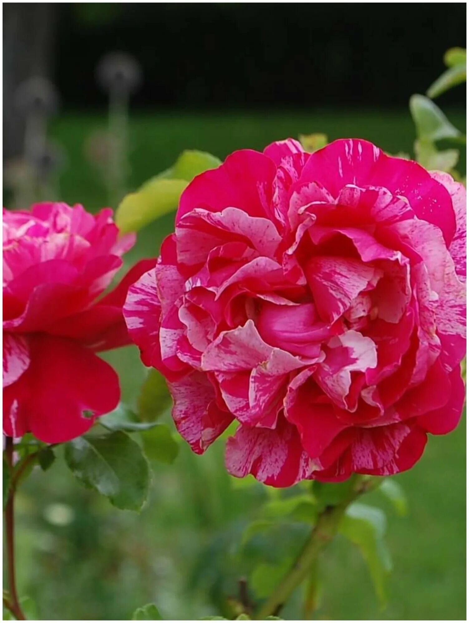Инес роза плетистая фото и описание Галерея Ines Sastre (Colibri Farbfestival, MEIteratol, Raspberry Cream Twirl)