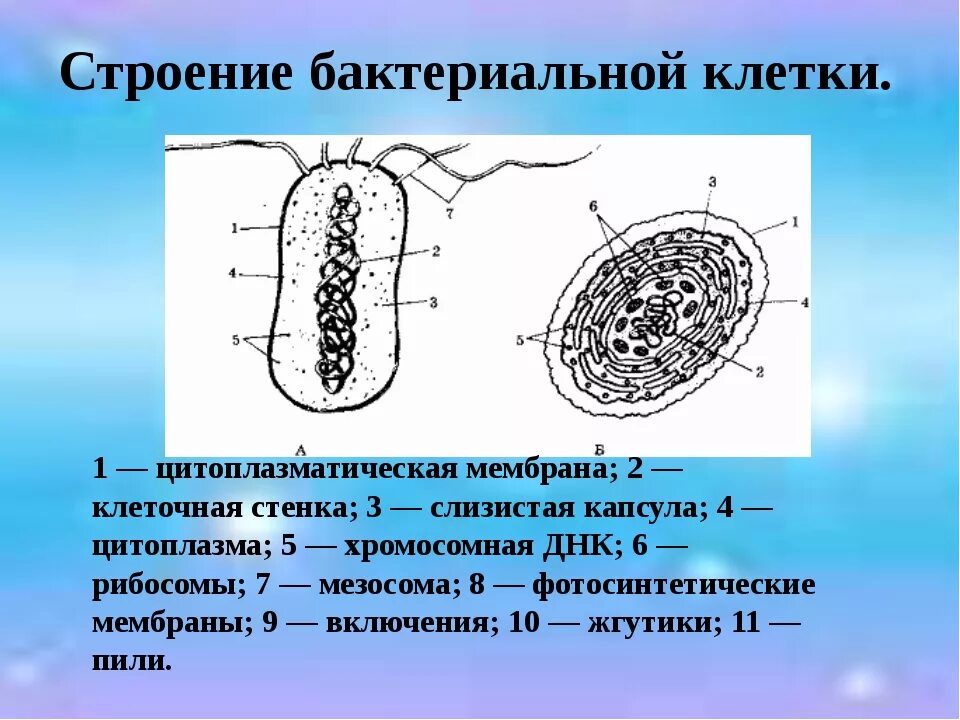 Строение мембраны бактериальной клетки. Оболочка бактерий. Структура оболочки бактерий. Строение оболочки бактерий. Строение мембраны бактерий.