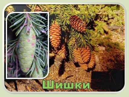 Окраска ели и сосны