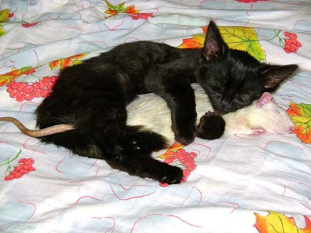 Кошка не любит руки. Кот и крыса. кот обнимает мышь. кошка спит с мышкой. котенок с мышкой.