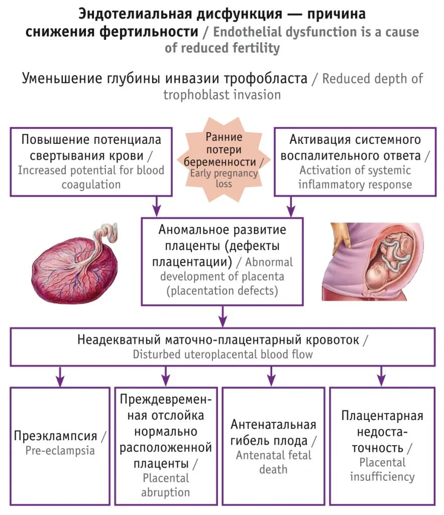 Фолиевая кислота норма в крови у женщин. Норма фолиевой кислоты в крови у женщин. Фолиевая кислота норма в крови.