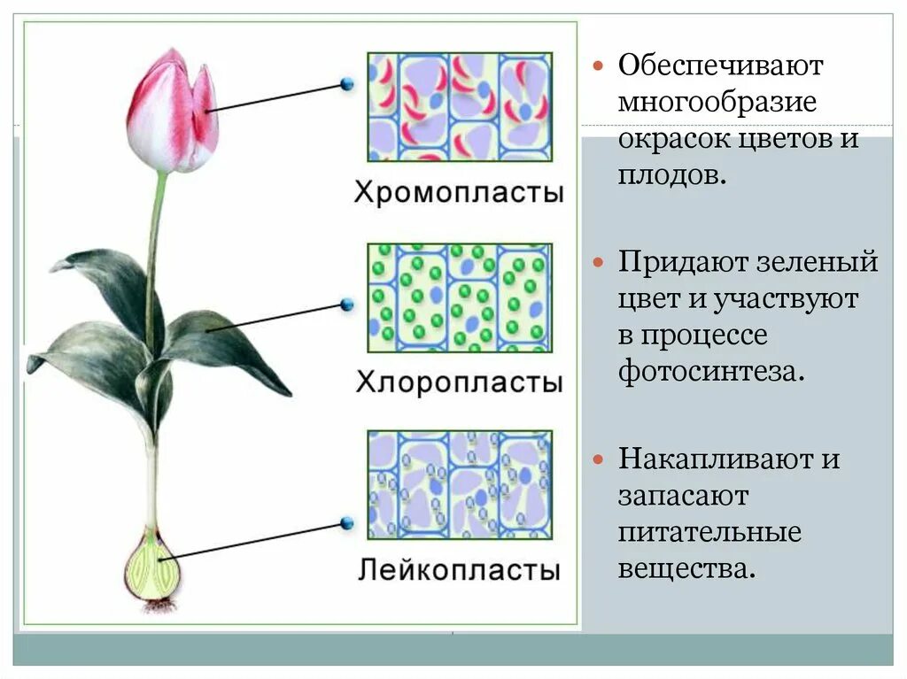 Пластиды хлоропласт хромопласт лейкопласт. Пластиды хромопласты функции. Пластиды лейкопласты строение. Хлоропласты хромопласты лейкопласты. Структуры пластид и их функции.