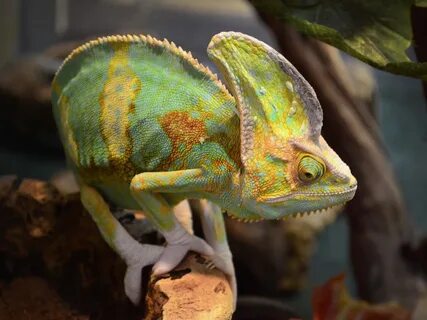Картинки экзотических животных