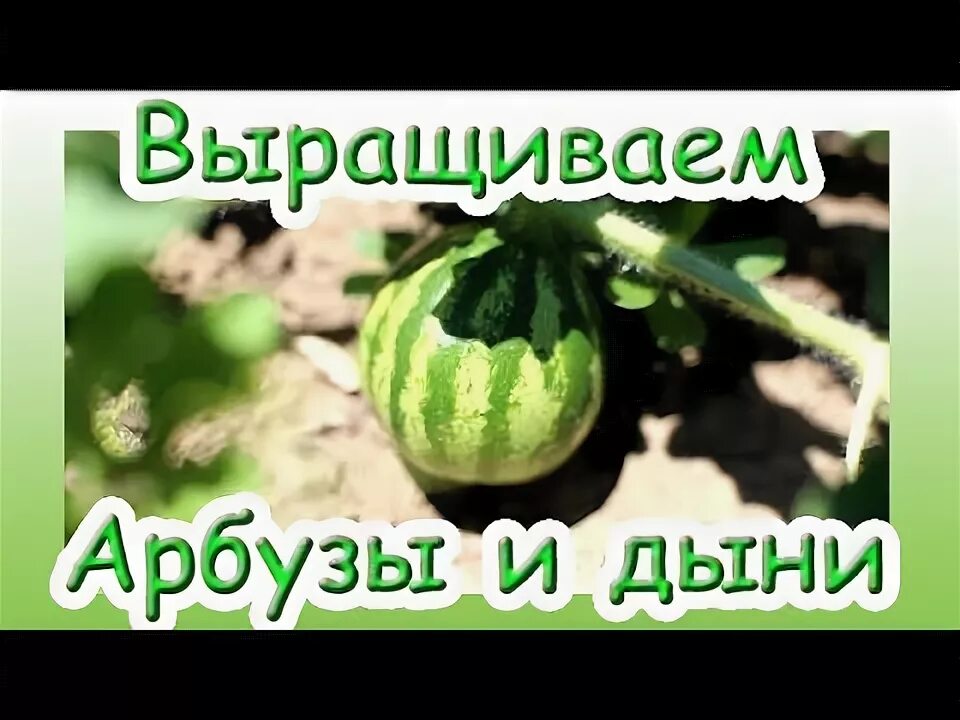 Пикировка дыни и арбуза. Как сажать дыни в открытый грунт семенами.