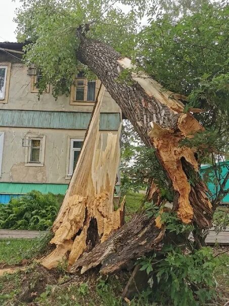 Ветров в архангельске. Упавшее дерево на дом. Ветка на Архангельск. Дерево упало на крышу. Упавшее дерево на Чкалова 48 Пермь.