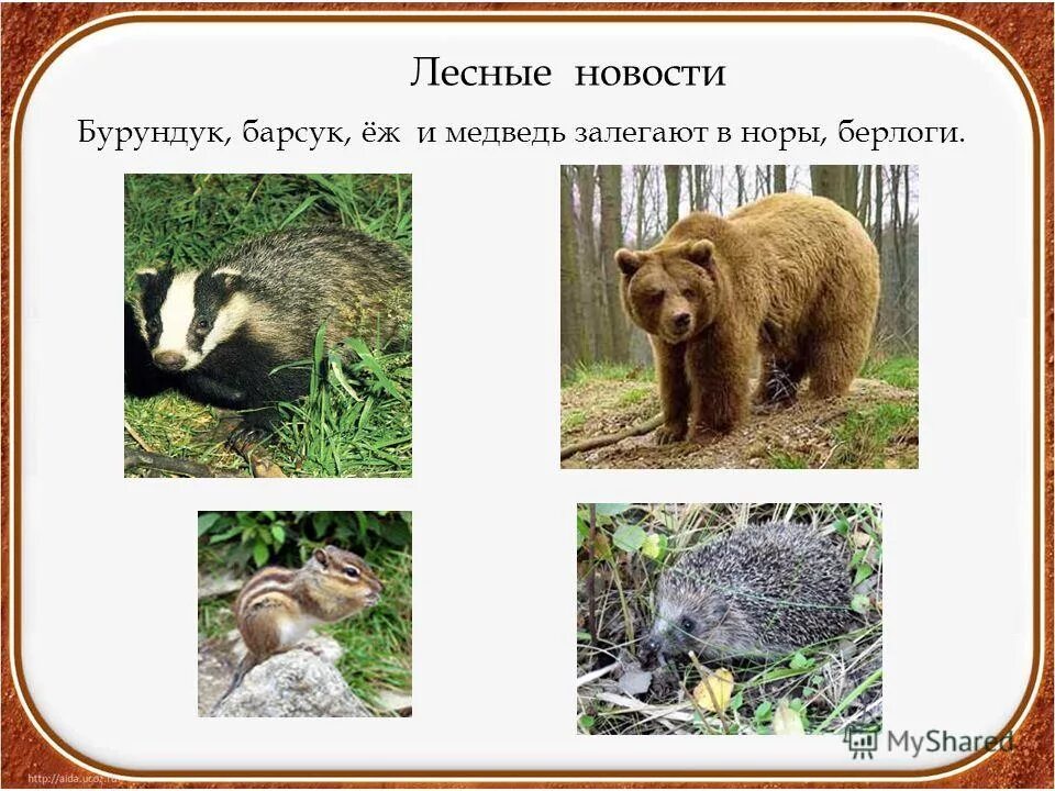 Медведь еж барсук впадают в спячку. Животные впадающие в спячку. медведи, барсуки, ежики. медведь еж барсук. барсук впадает в спячку.