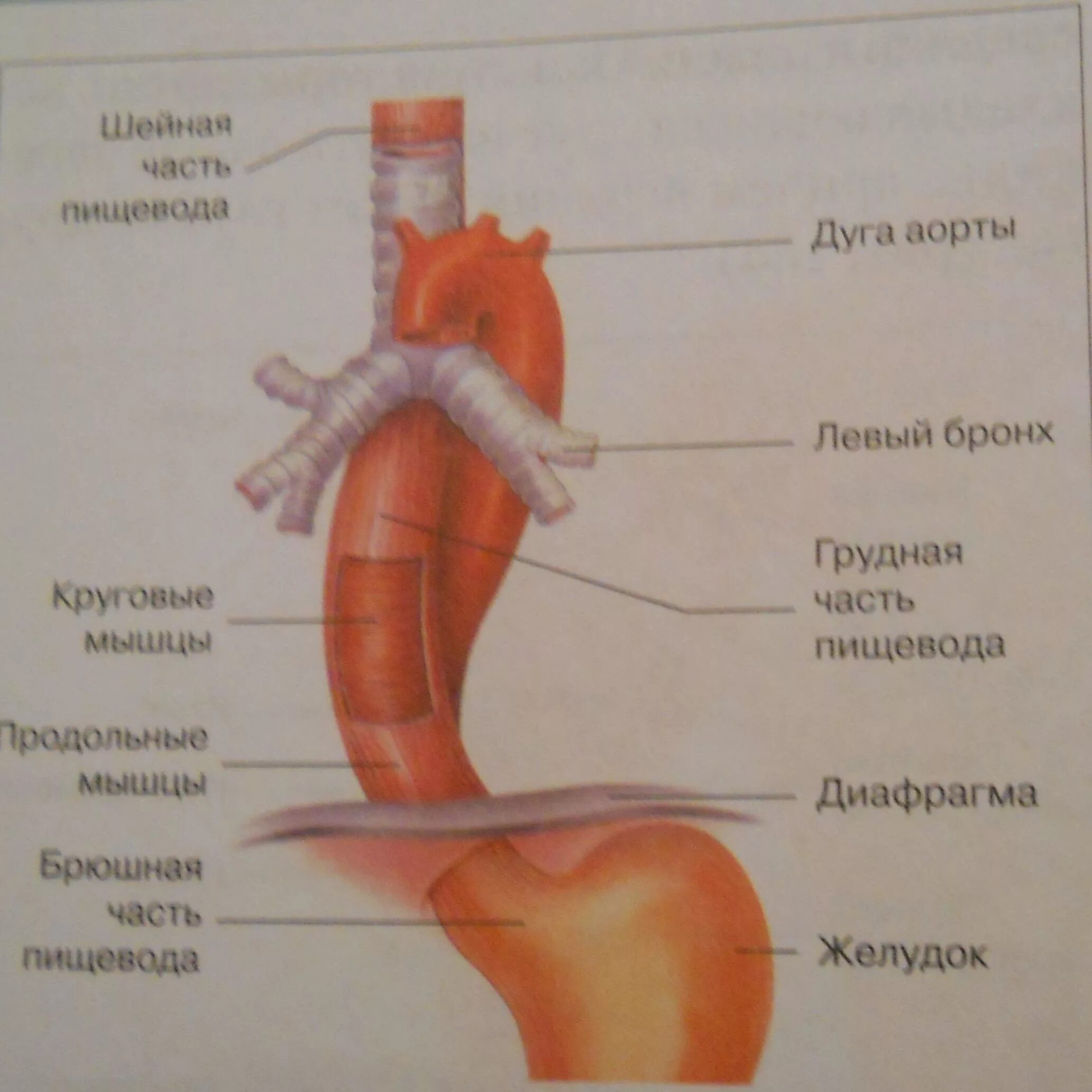 Какие органы входят в пищевод. Строение пищевода и желудка. Строение пищевода анатомия рисунок. Анатомия строения пищевода и желудка. Пищевод и желудок анатомия.