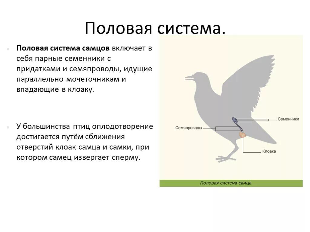 Половая система птиц схема. Эволюция половой системы птиц. Половая система птиц строение. Половая система самцов птиц. Особенности строения органов размножения птицы