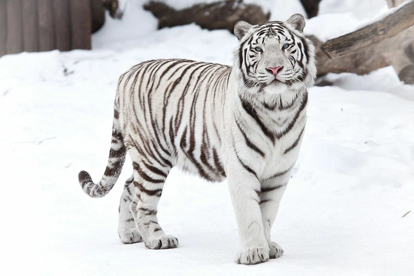 Какой тигр белый. Амурский тигр белый. Белый тигр и бенгальский тигр. Амурский тигр и белый тигр. Белый бенгальский тигр.
