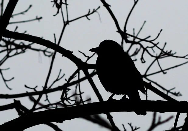 Голчата или галчата. Галчонок фильм 2012. Бережет снежок на жердочке галчонок с мечом. Голуби на жердочке. Галчонок из простоквашино фото.