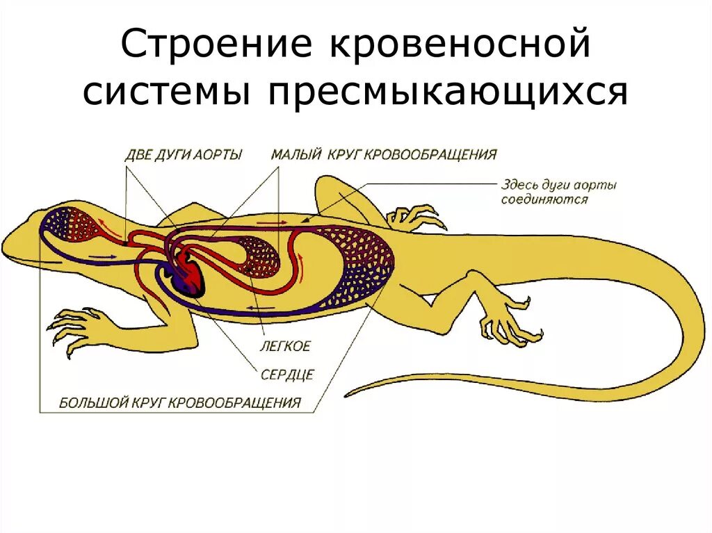 Животное имеет один круг кровообращения. Кровеносная система хвостатых земноводных. Кровеносная система хвостатых амфибий. Кровеносная система пресмыкающихся схема. Строение кровеносной системы рептилий.