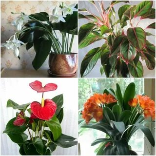 Самые популярные домашние цветы