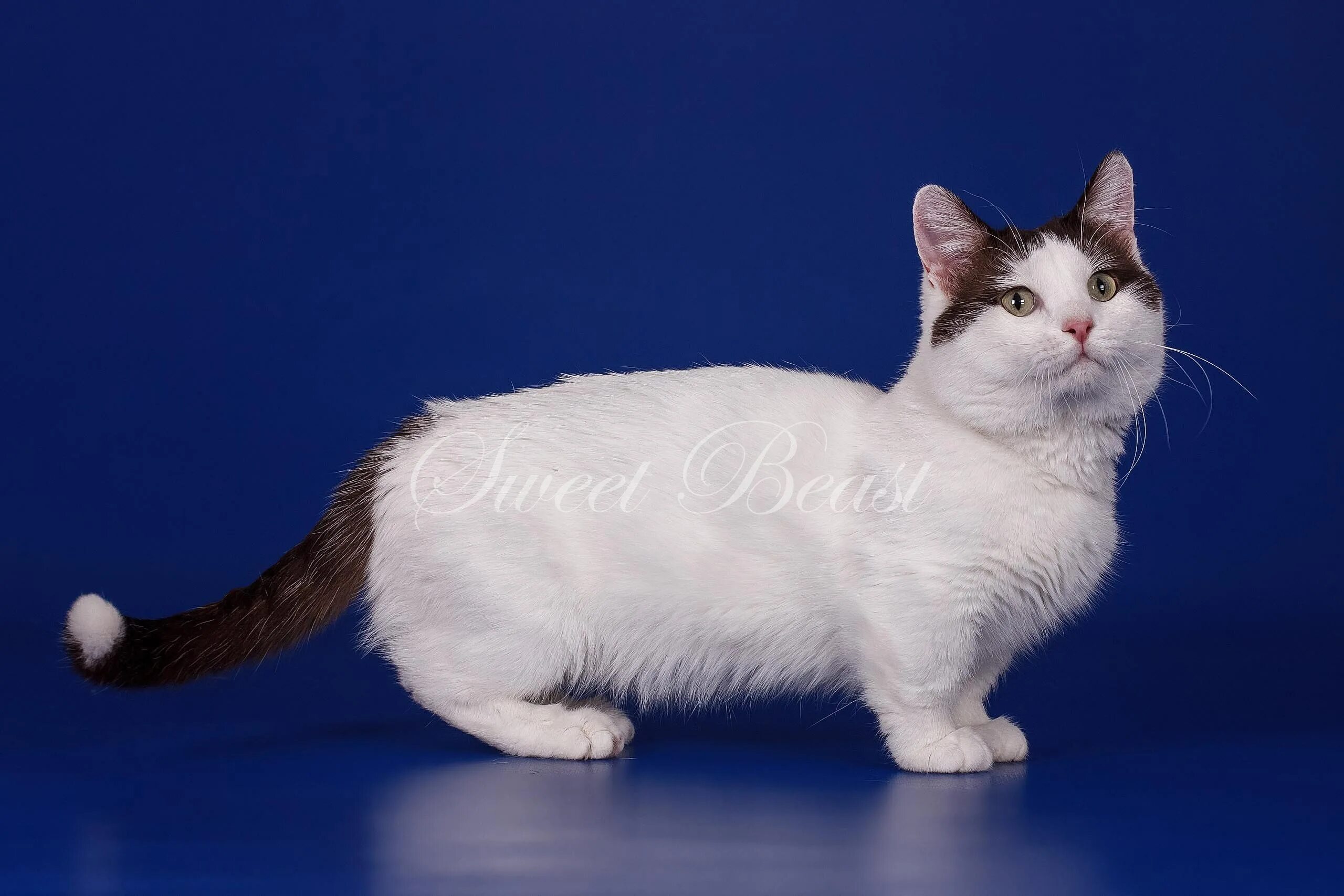 Манчкин (порода кошек). Манчкин (порода кошек). Манчкин порода кошек белый. Манчкин котята. Манчкин колор пойнт.