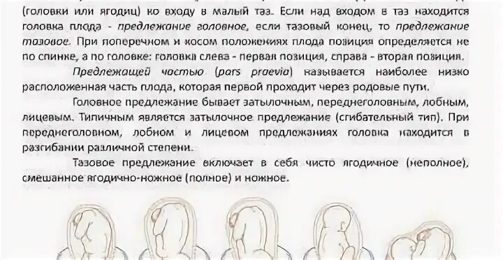 Положение 19 недель