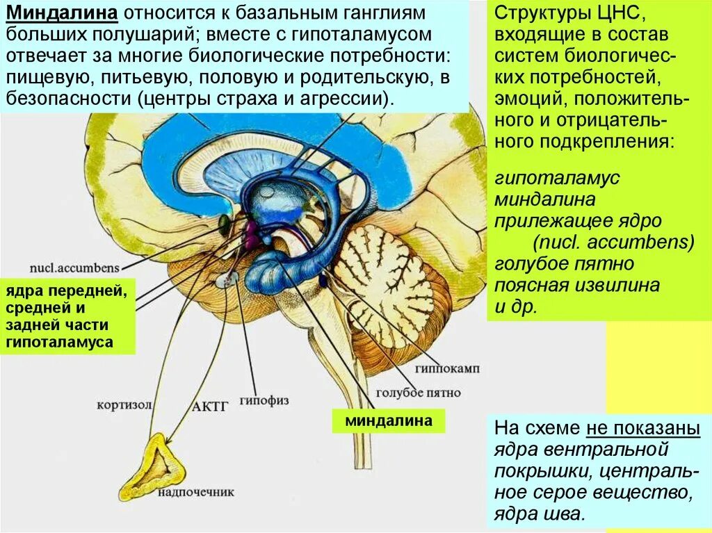 Нейромедиаторы гипоталамуса. Ядра больших полушарий базальные ганглии строение и функции. Прилежащее ядро прозрачной перегородки располагается в:. Прилежащее ядро мозга. Ядра центральной нервной системы