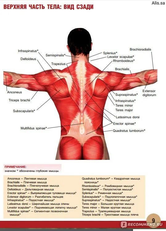 Верхняя часть тела. Название мышц верхней части тела. Части спины человека.