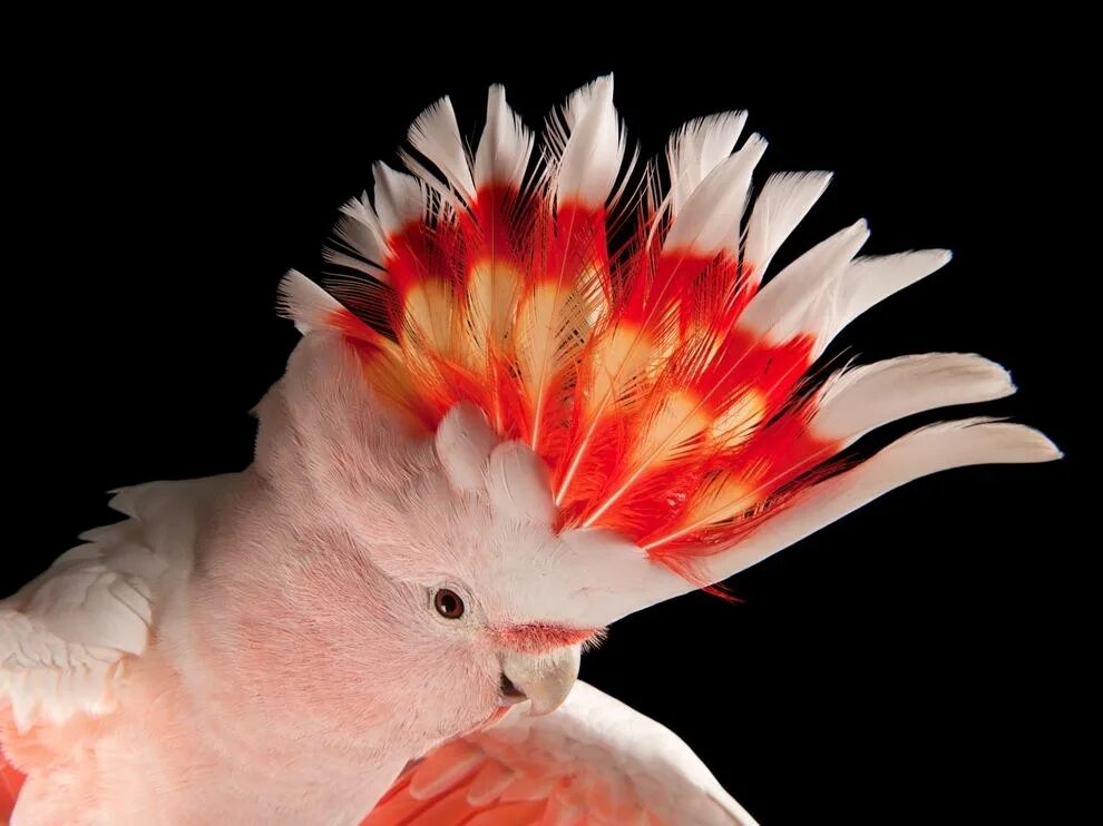 Разноцветное какаду. Розовый Какаду Гала. Попугаи Какаду Гала. Попугай Какаду Инка. Птенец Какаду Инка.