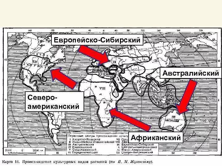 Центр происхождения культур Европейско Сибирский. Центры происхождения культурных растений. Центры происхождения культурных растений карта. Географические центры происхождения культурных растений. Сколько центров происхождения культурных