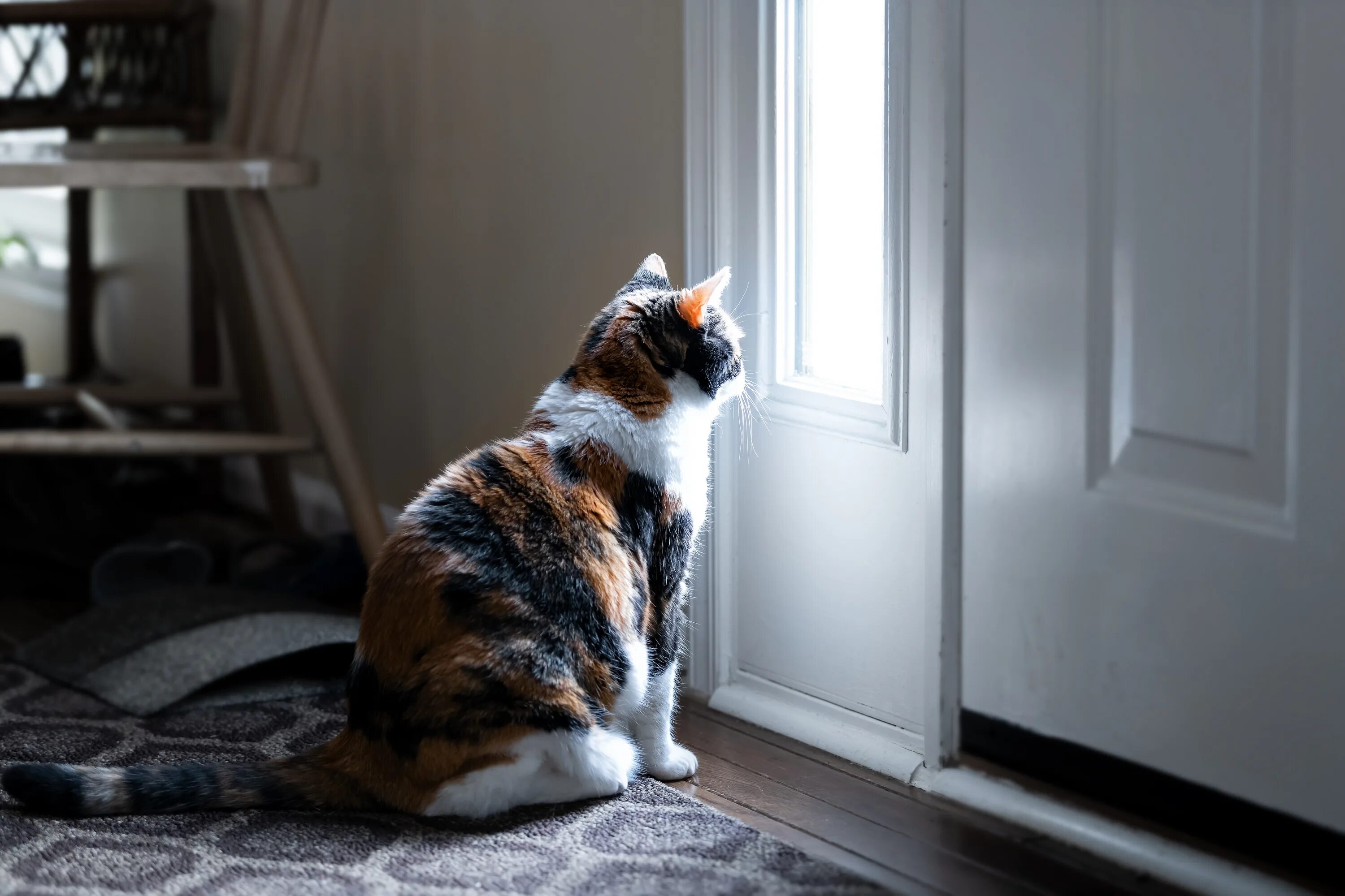 Фото сидящей кошки. Кот сидит. Кошка дома. Сидячий кот. Милый котик сидит.