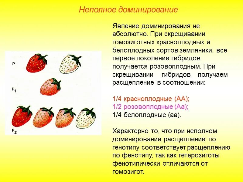 Неполное взаимодействие генов. Неполное доминирование. Задачи на неполное доминирование. Анализирующее скрещивание при неполном доминировании.