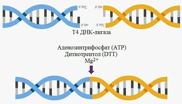 ДНК лигаза. Сшивание ДНК. ДНК-лигаза фага т4. Сшивание молекул ДНК.