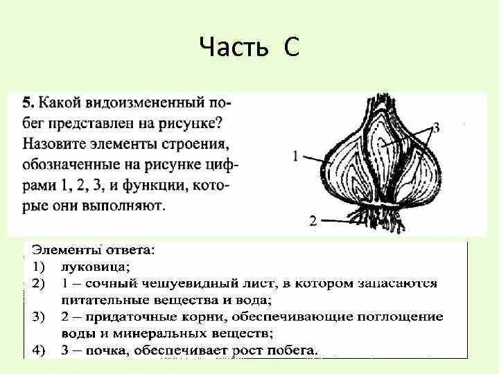 Луковица видоизменённый побег строение. Клубень это видоизмененный побег ЕГЭ биология. Видоизменение побегов луковица строение. Строение видоизмененных побегов луковицы.