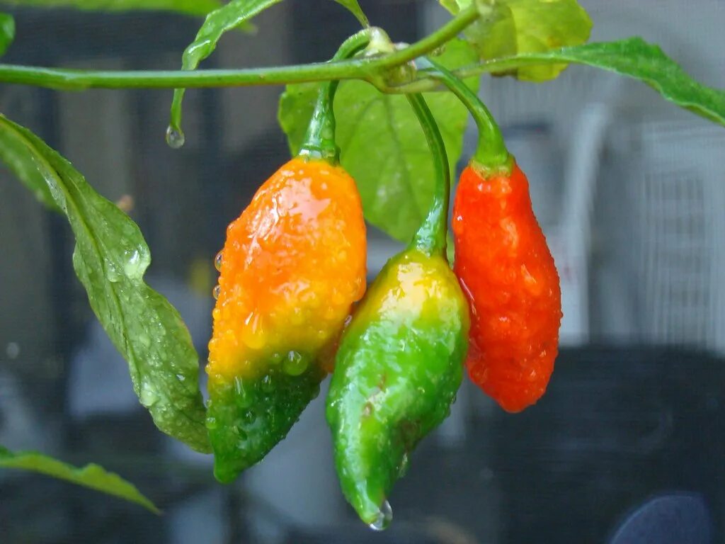 Bhut Jolokia перец. Бхут Джолокия. Перец Ghost Chili. Острый перец Bhut Jolokia.