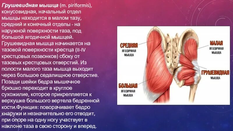 Синдром грушевидной мышцы мкб. Грушевидная мышца. грушевидная близнецовые мышцы. воспаление грушевидной ягодичной мышцы. грушевидная мышца m. piriformis.