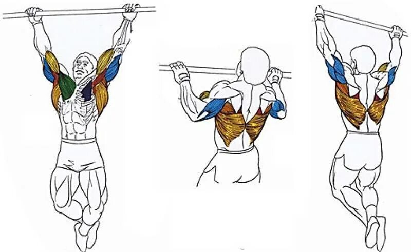 Подтягивания широким хватом мышцы. Подтягивания широким хватом техника. Биомеханика подтягиваний. Подтягивания супинированным хватом. Подтягивание узким хватом мышцы
