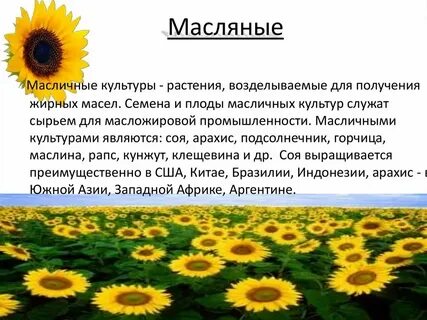 Характеристика масличных культур