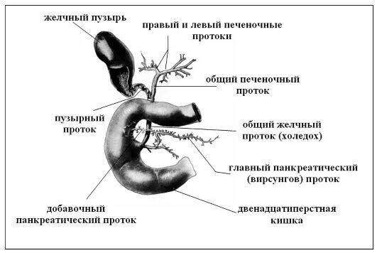 Желчный пузырь схема. Схема строения желчных протоков. Пузырный проток желчного пузыря строение. Желчевыводящие пути анатомия холедох. Желчные протоки анатомия латынь.