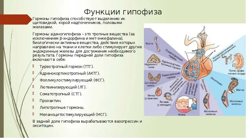 Гипофиз почек. Гипофиз строение функции гормоны. Функции желез гипофиз. Гормоны гипофиза и их строение. Расположение гормонов в долях гипофиза.