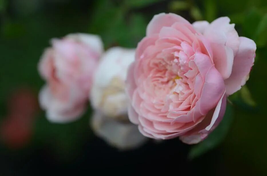 The rose корейская группа. Группа the rose участники. Зе розе. Зе розе. Зе розе.